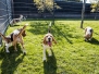 Beagle pension