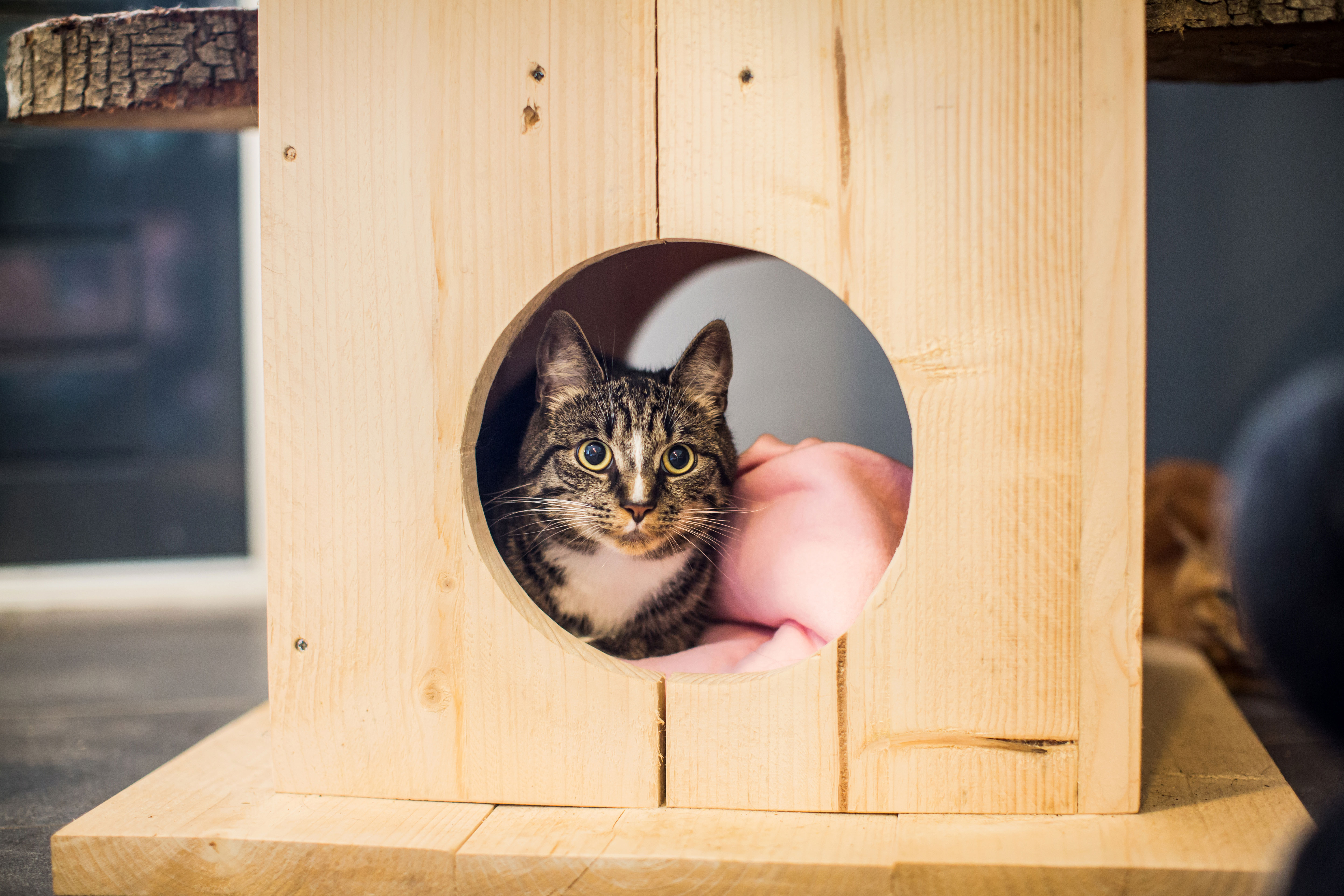 Kat aan het verstoppen in kattenpension Chateau Animaux