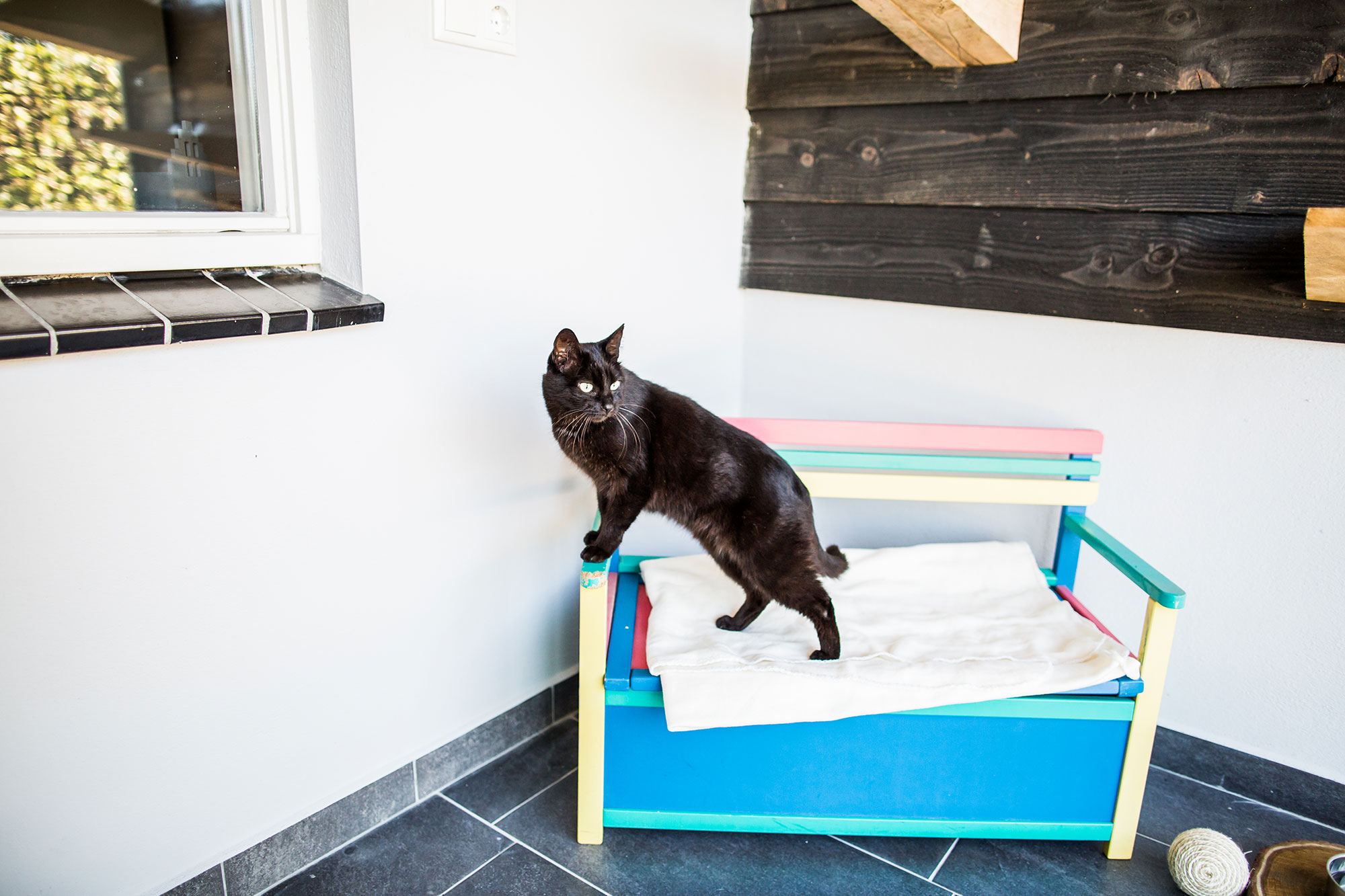 Kat in het buitenverblijf van Chateau Animaux